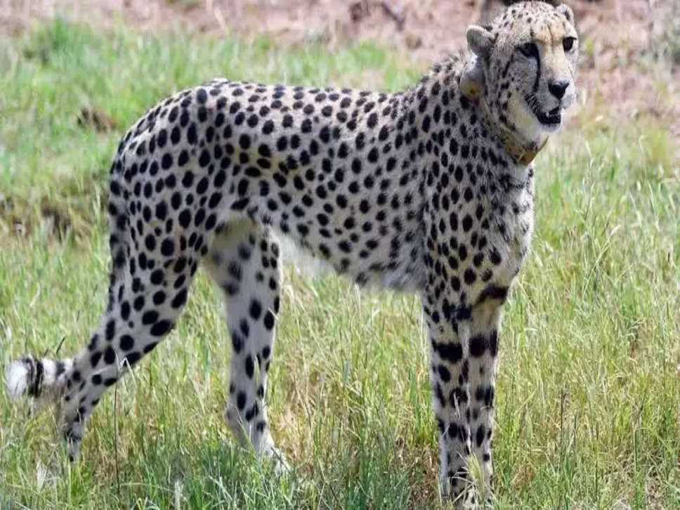 Cheetah 