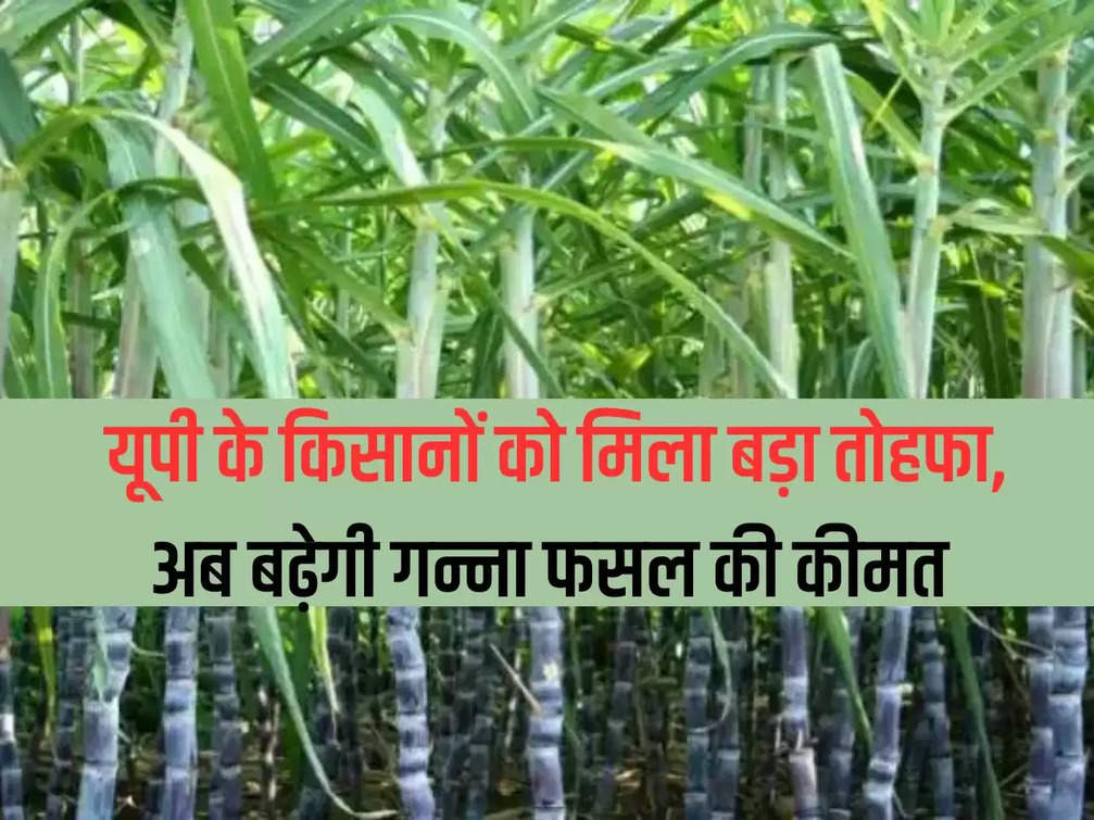 Farmers of UP got a big gift, now the price of sugarcane crop will increase