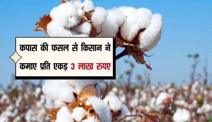 कपास की फसल से किसान ने कमाए प्रति एकड़ 3 लाख रुपए, टिकाऊ खेती और नवाचार जरिए हासिल किया लक्ष्य
