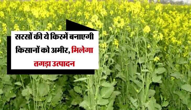 Sarso: सरसों की ये किस्में बनाएगी किसानों को अमीर, मिलेगा तगड़ा उत्पादन