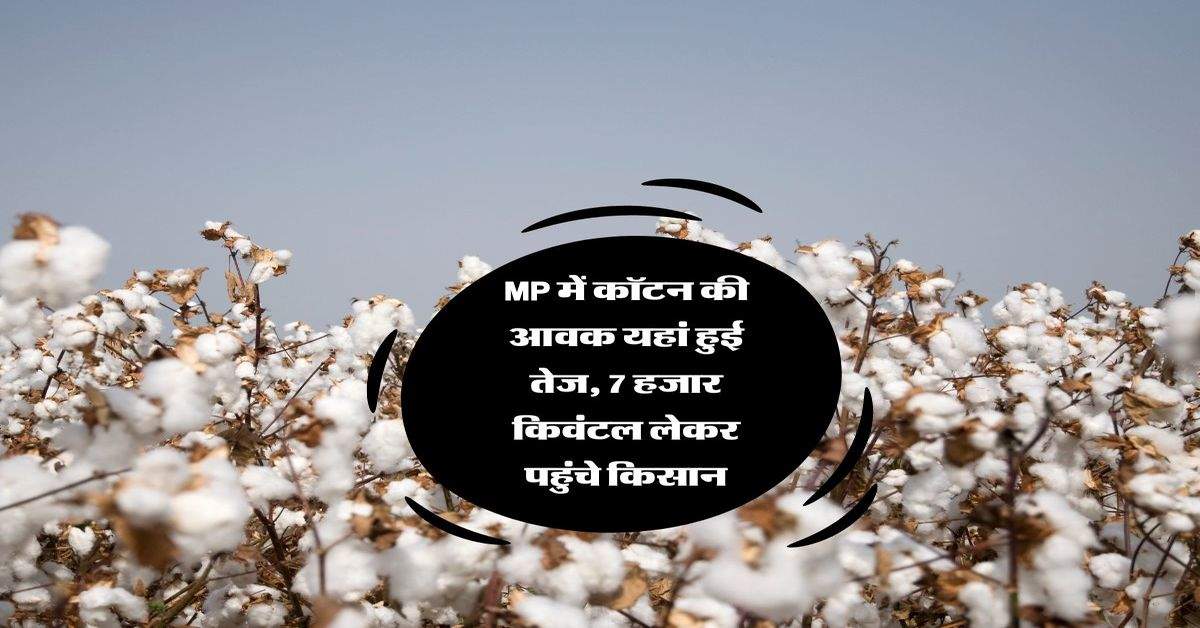 MP में कॉटन की आवक यहां हुई तेज, 7 हजार किवंटल लेकर पहुंचे किसान