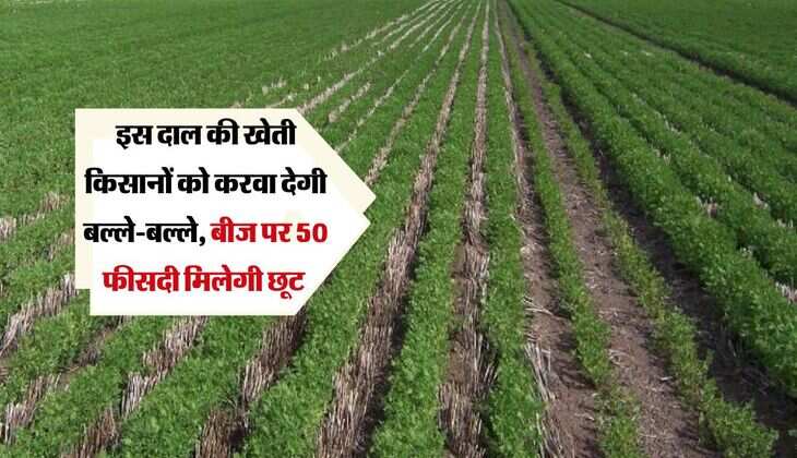 इस दाल की खेती किसानों को करवा देगी बल्ले-बल्ले, बीज पर 50 फीसदी मिलेगी छूट 