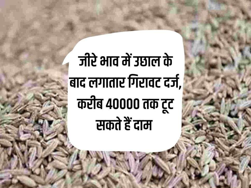Cumin Price: After the rise in the price of cumin, there is a continuous decline, the price may fall to around 40000