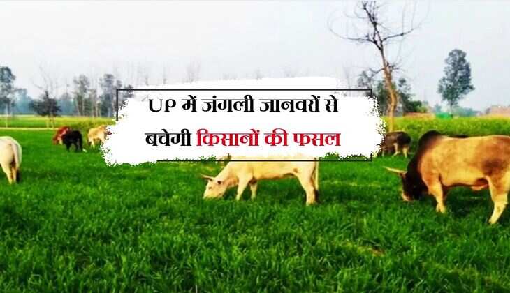 UP में जंगली जानवरों से बचेगी किसानों की फसल, योगी सरकार देगी अन्नदाताओं को सुरक्षा