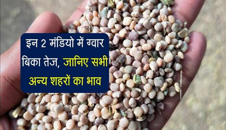 Gwar Ka bhav: इन 2 मंडियो में ग्वार बिका तेज, जानिए सभी अन्य शहरों का भाव