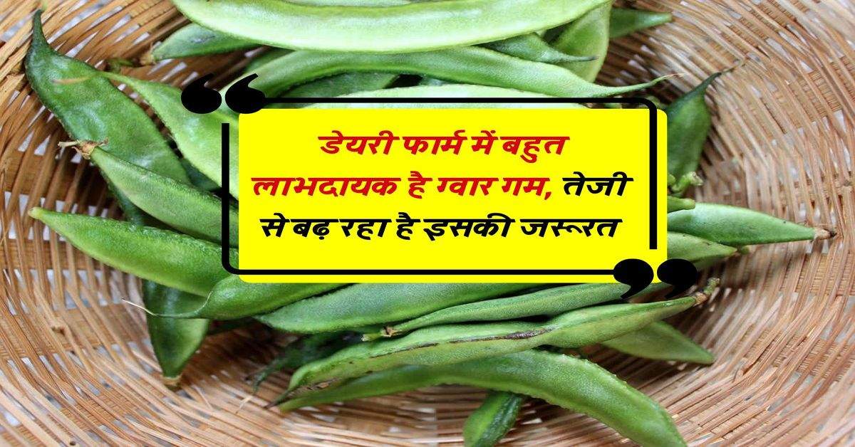 Dairy: डेयरी फार्म में बहुत लाभदायक है ग्वार गम, तेजी से बढ़ रहा है इसकी जरूरत 