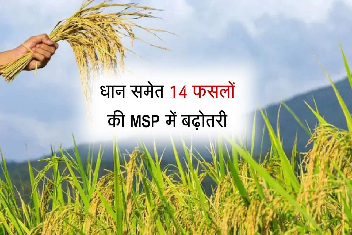 MSP Hike: किसानों के पक्ष में आया बड़ा फैसला, धान समेत 14 फसलों की MSP में बढ़ोतरी