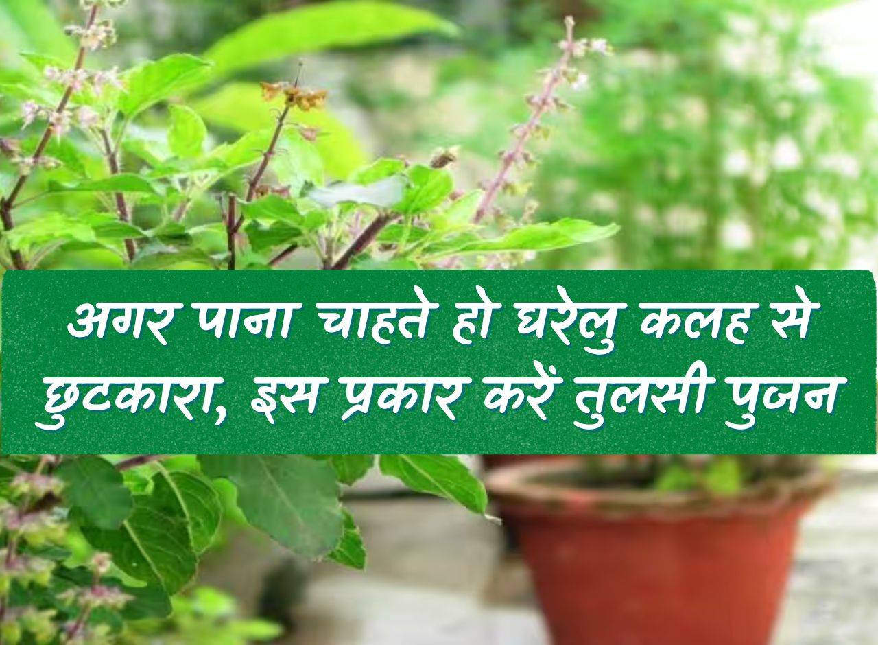 Tulsi: If you want to get rid of domestic disputes, worship Tulsi in this way