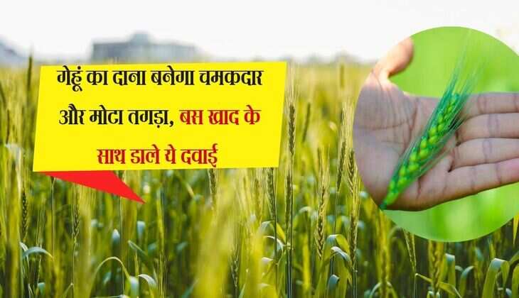 Agriculture tips: गेहूं का दाना बनेगा चमकदार और मोटा तगड़ा, बस खाद के साथ डाले ये दवाई 