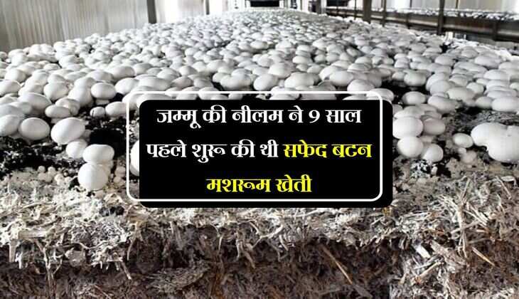 जम्मू की नीलम ने 9 साल पहले शुरू थी थी सफेद बटन मशरूम खेती, महिलाओं के लिए बनी एक प्रेरणा