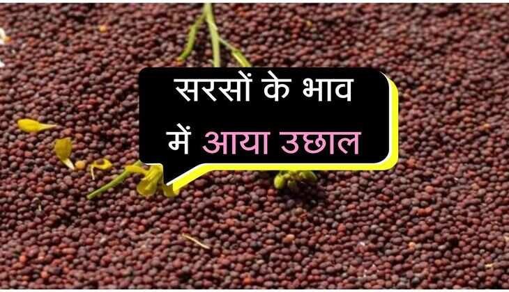 Jaipur Mandi Bhav: सरसों के भाव में आया उछाल, ग्वार सीड और गम के रेट भी बदले