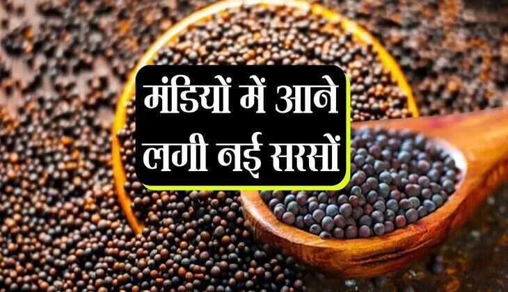 मंडियों में आने लगी नई सरसों, इतने रुपए प्रति क्विंटल पहले दिन बिकी