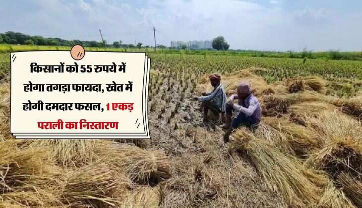 किसानों को 55 रुपये में होगा तगड़ा फायदा, खेत में होगी दमदार फसल, 1 एकड़ पराली का निस्तारण