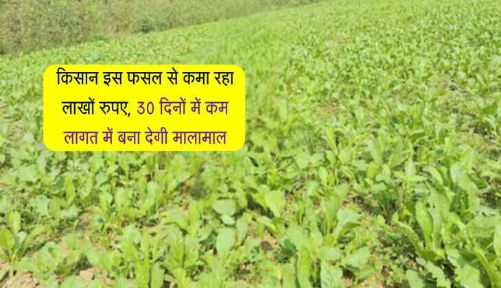 किसान इस फसल से कमा रहा लाखों रुपए, 30 दिनों में कम लागत में बना देगी मालामाल
