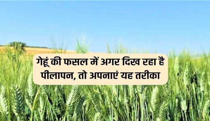 गेहूं की फसल में अगर दिख रहा है पीलापन, तो अपनाएं यह तरीका