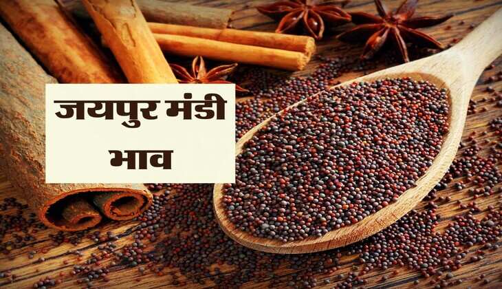 जयपुर मंडी भाव 24 मई 2024 : सरसों भाव 100 रुपए तेज, गेहूं में 60 रुपए उछाल