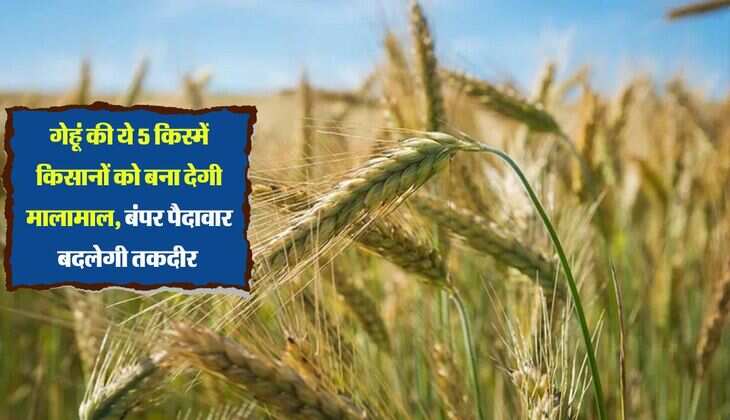 गेहूं की ये 5 किस्में किसानों को बना देगी मालामाल, बंपर पैदावार बदलेगी तकदीर 