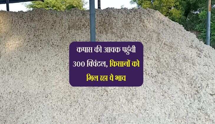 Barwani Mandi: कपास की आवक पहुंची 300 क्विंटल, किसानों को मिल रहा ये भाव