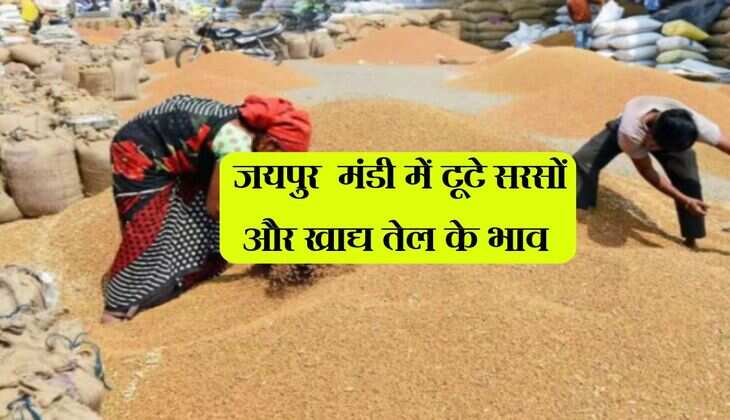 Jaipur Mandi bhav: जयपुर  मंडी में टूटे सरसों और खाद्य तेल के भाव (29 April 2025)