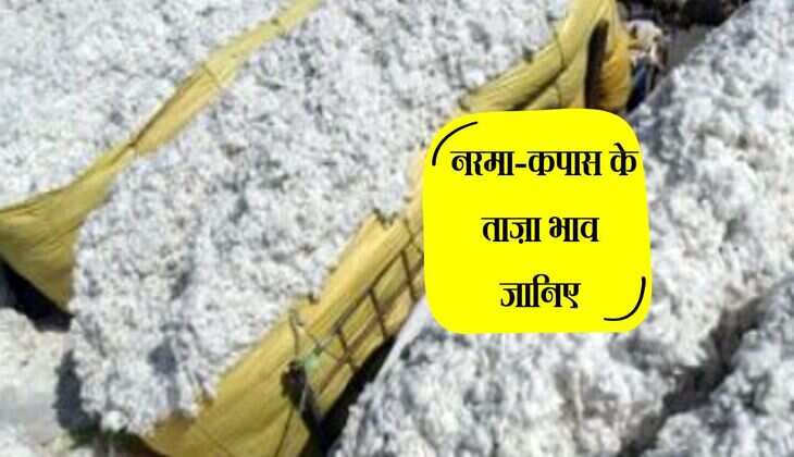 Cotton Bhav: हरियाणा व राजस्थान की प्रमुख मंडियो में नरमा-कपास के ताज़ा भाव जानिए