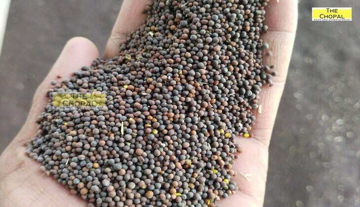 Aaj Ka Sarso Mandi bhav: आज का सरसों का मंडी भाव (1 May 2025)