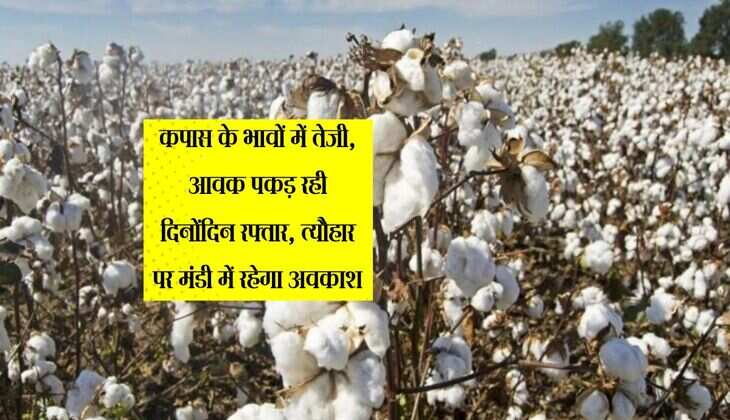 Cotton: कपास के भावों में तेजी, आवक पकड़ रही दिनोंदिन रफ्तार, त्यौहार पर मंडी में रहेगा अवकाश