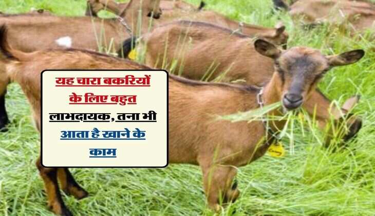 यह चारा बकरियों के लिए बहुत लाभदायक, तना भी आता है खाने के काम