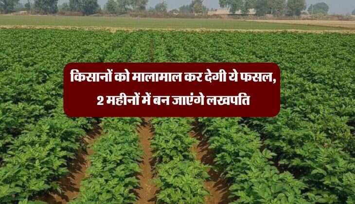 किसानों को मालामाल कर देगी ये फसल, 2 महीनों में बन जाएंगे लखपति