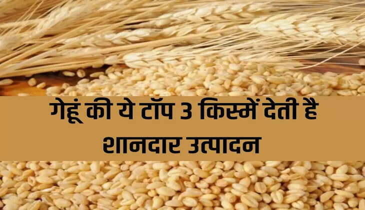 These top 3 varieties of wheat give excellent production