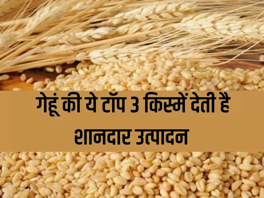 These top 3 varieties of wheat give excellent production