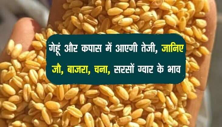 Alwar Mandi bhav: गेहूं और कपास में आएगी तेजी, जानिए जौ, बाजरा, चना, सरसों ग्वार के भाव
