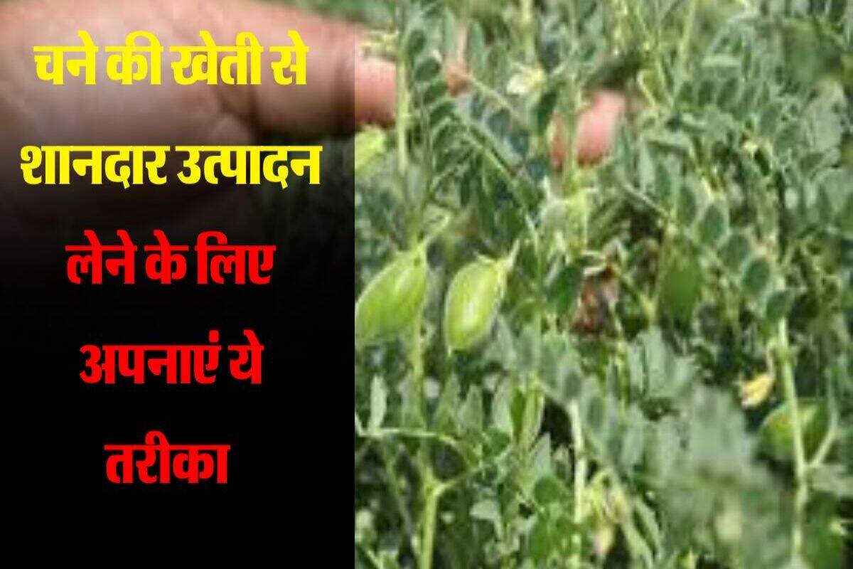 चने की खेती पर मिलता है बम्पर उत्पादन, बस बुवाई करते समय इन बातों का रखें ध्यान 