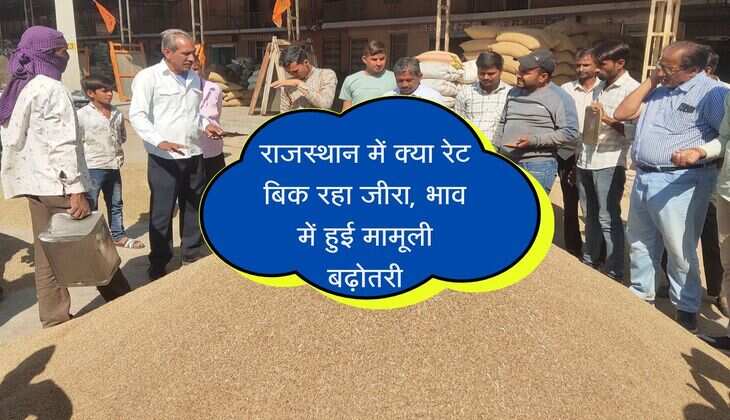 राजस्थान में क्या रेट बिक रहा जीरा, भाव में हुई मामूली बढ़ोतरी, आवक ने पकड़ी रफ्तार