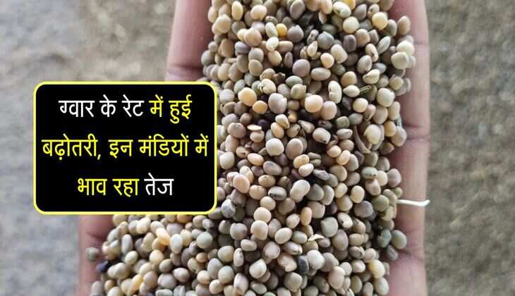 Gwar Mandi bhav: ग्वार के रेट में हुई बढ़ोतरी, इन मंडियों में भाव रहा तेज