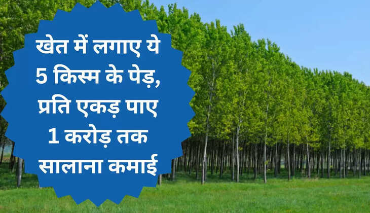 खेत में लगाए ये 5 किस्म के पेड़, प्रति एकड़ पाए 1 करोड़ तक सालाना कमाई,THE CHOPAL 
