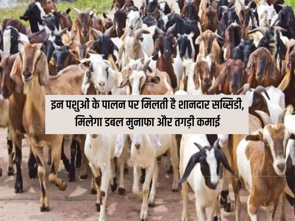 Great subsidy is available on rearing these animals, you will get double profit and huge earning.