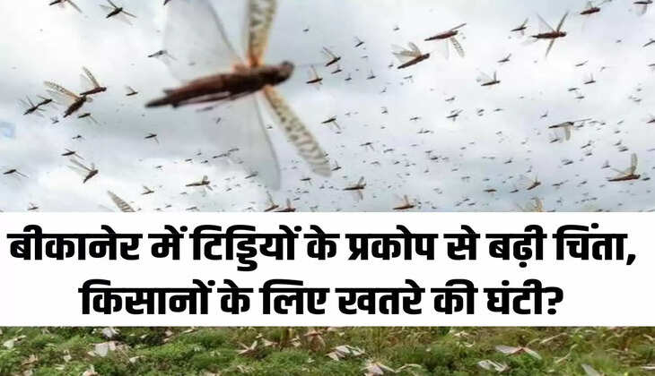 बीकानेर में टिड्डियों के प्रकोप से बढ़ी चिंता, किसानों के लिए खतरे की घंटी?