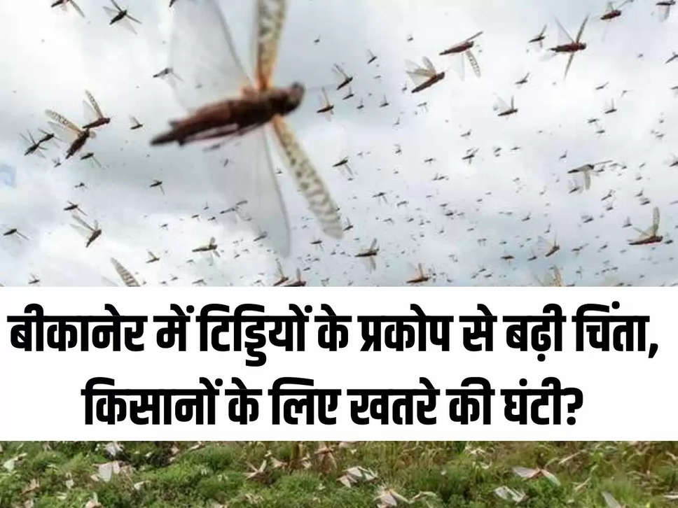 बीकानेर में टिड्डियों के प्रकोप से बढ़ी चिंता, किसानों के लिए खतरे की घंटी?