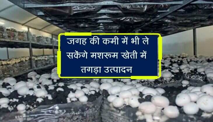 Mushroom farming: जगह की कमी में भी ले सकेंगे मशरूम खेती में तगड़ा उत्पादन, बस इन बातों पर करें गौर