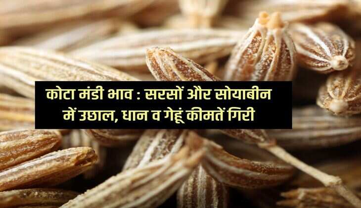 कोटा मंडी भाव 1 फरवरी 2024: सरसों और सोयाबीन में उछाल, धान व गेहूं कीमतें गिरी