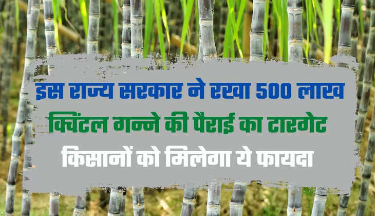 sugarcane sowing,sugarcane in haryana, sugarcane crop, What is sugarcane crop, In which season sugarcane grows, Where is sugarcane crop, Is sugarcane a kharif crop,गन्ने की बुवाई, हरियाणा में गन्ना, गन्ने की फसल, गन्ने की फसल क्या है, गन्ना किस मौसम में बढ़ता है, गन्ने की फसल कहाँ है, गन्ना खरीफ की फसल है