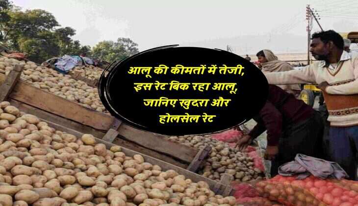 आलू की कीमतों में तेजी, इस रेट बिक रहा आलू, जानिए खुदरा और होलसेल रेट