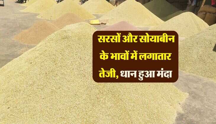 Kota Mandi ka Bhav: सरसों और सोयाबीन के भावों में लगातार तेजी, धान हुआ मंदा