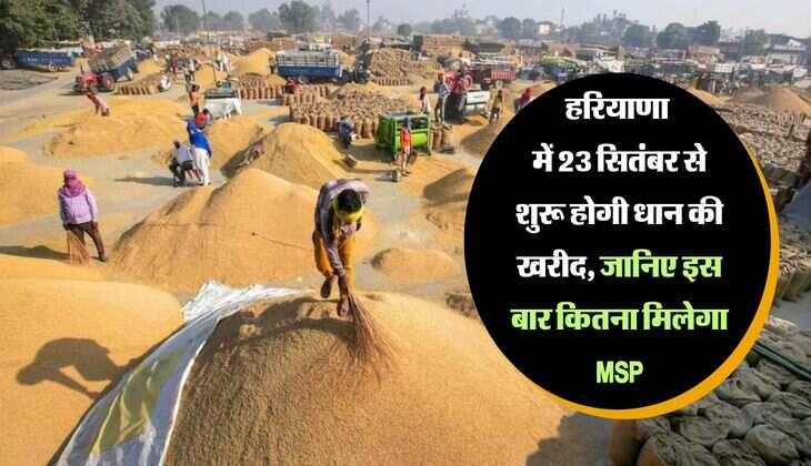 हरियाणा में 23 सितंबर से शुरू होगी धान की खरीद, जानिए इस बार कितना मिलेगा MSP