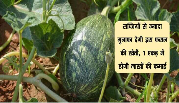 सब्जियों से ज्यादा मुनाफा देगी इस फसल की खेती, 1 एकड़ में होगी लाखों की कमाई