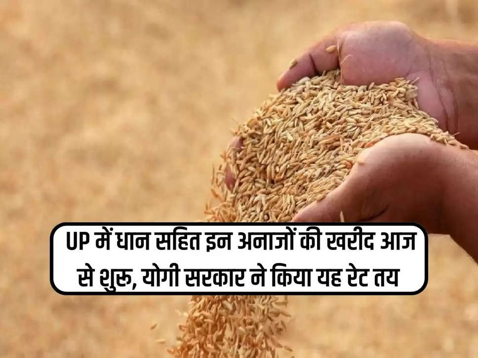 Procurement of these grains including paddy starts from today in UP, Yogi government fixed this rate