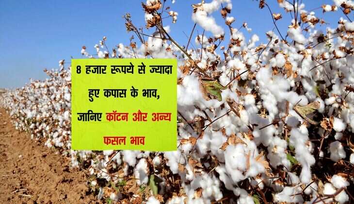 Mandi bhav: 8 हजार रूपये से ज्यादा हुए कपास के भाव, जानिए कॉटन और अन्य फसल भाव
