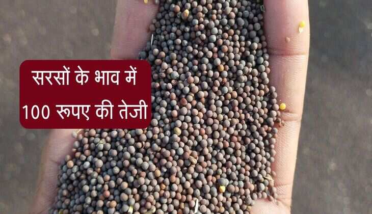 Sarso Bhav: सरसों के भाव में 100 रूपए की तेजी, जानिए किस रेट बिक रही फसल