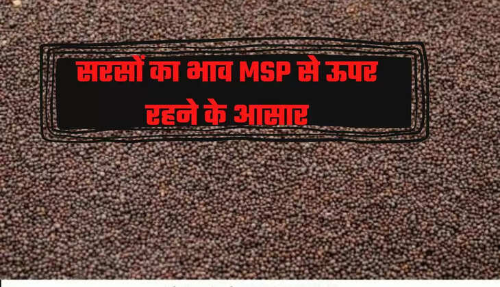 सरसों का भाव MSP से ऊपर रहने के आसार