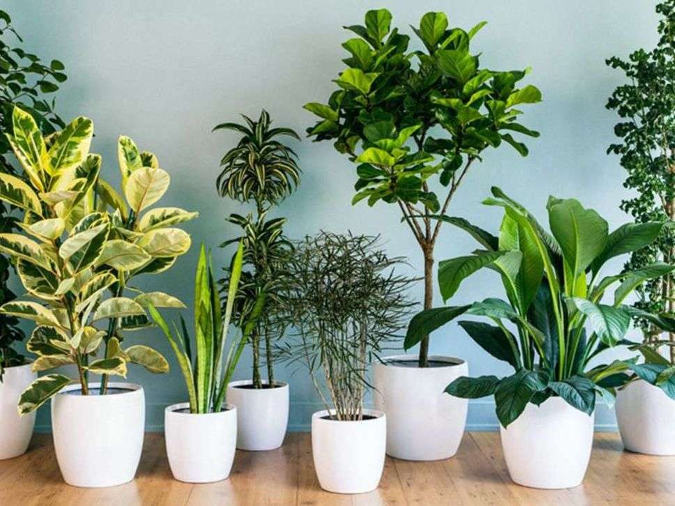 Summer Plants: गर्मियों में ये पांच पौधे रखेंगे रूम को ठंडा, तापमान के साथ घर रहेगा फ्रेश